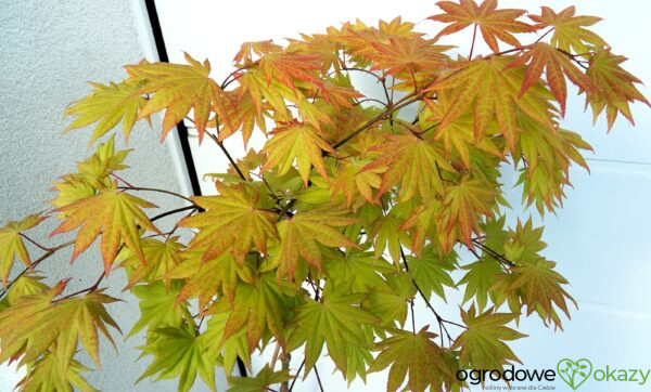 KLON SHIRASAWY AUTUMN MOON Acer shirasawanum