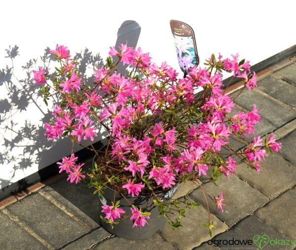 AZALIA JAPOŃSKA STARBURST PBR Azalea japonica ‚Starburst‘ PBR