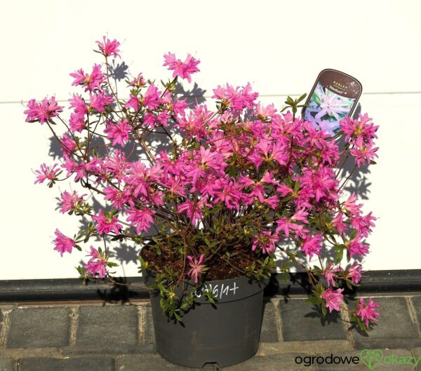 AZALIA JAPOŃSKA STARBURST PBR Azalea japonica ‚Starburst‘ PBR