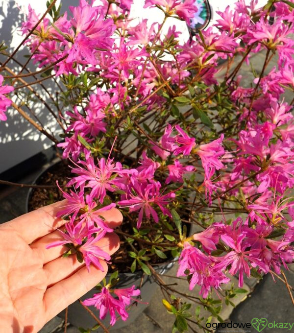 AZALIA JAPOŃSKA STARBURST PBR Azalea japonica ‚Starburst‘ PBR