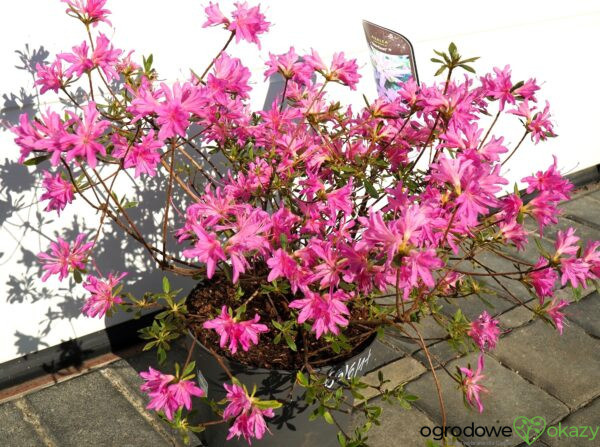 AZALIA JAPOŃSKA STARBURST PBR Azalea japonica ‚Starburst‘ PBR