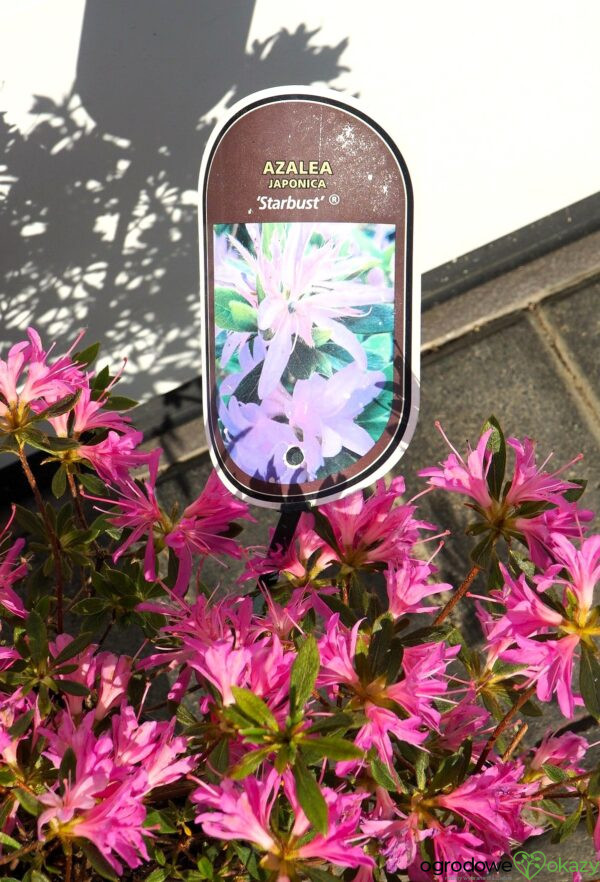 AZALIA JAPOŃSKA STARBURST PBR Azalea japonica ‚Starburst‘ PBR