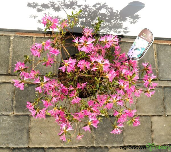 AZALIA JAPOŃSKA STARBURST PBR Azalea japonica ‚Starburst‘ PBR