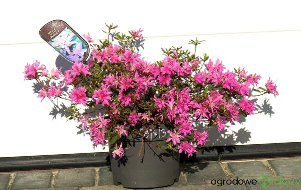 AZALIA JAPOŃSKA STARBURST PBR Azalea japonica ‚Starburst‘ PBR