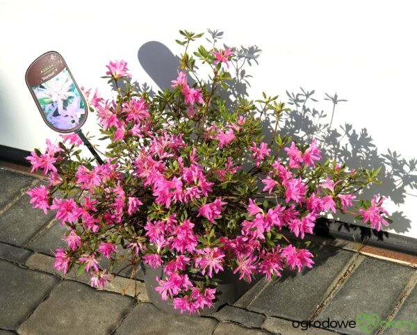 AZALIA JAPOŃSKA STARBURST PBR Azalea japonica ‚Starburst‘ PBR