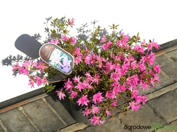 AZALIA JAPOŃSKA STARBURST PBR Azalea japonica ‚Starburst‘ PBR