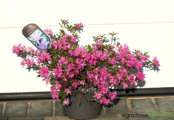 AZALIA JAPOŃSKA STARBURST PBR Azalea japonica ‚Starburst‘ PBR