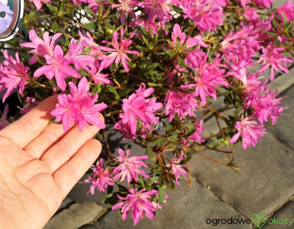 AZALIA JAPOŃSKA STARBURST PBR Azalea japonica ‚Starburst‘ PBR