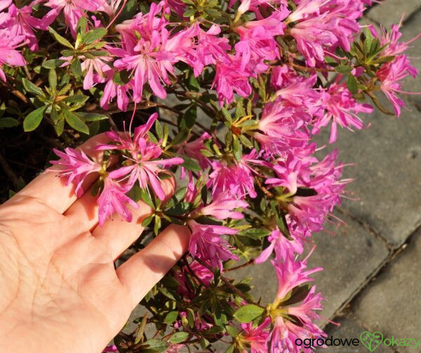 AZALIA JAPOŃSKA STARBURST PBR Azalea japonica ‚Starburst‘ PBR