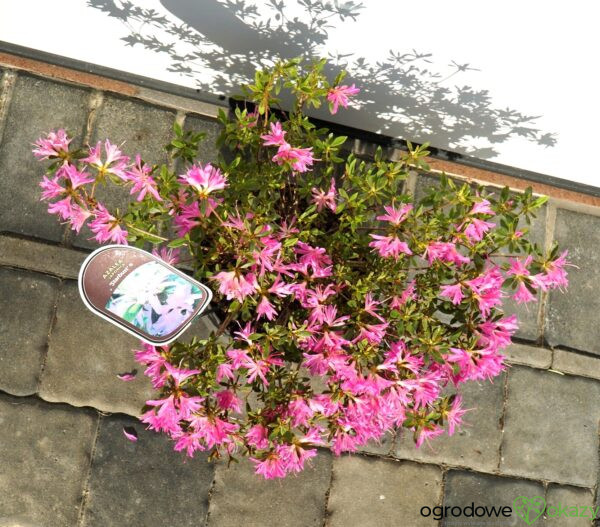 AZALIA JAPOŃSKA STARBURST PBR Azalea japonica ‚Starburst‘ PBR