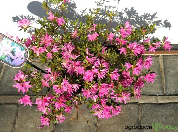 AZALIA JAPOŃSKA STARBURST PBR Azalea japonica ‚Starburst‘ PBR