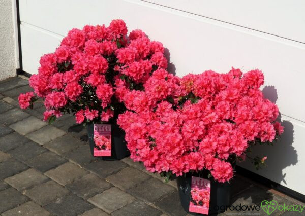 AZALIA JAPOŃSKA ISABEL Rhododendron 'Isabel'