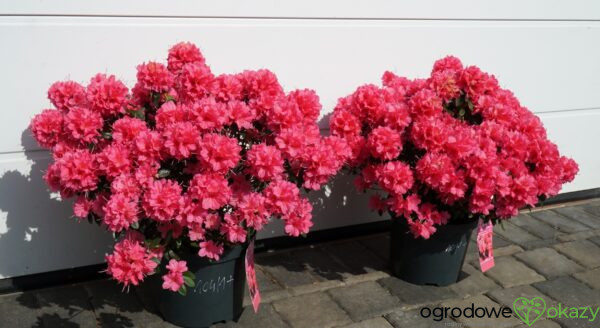 AZALIA JAPOŃSKA ISABEL Rhododendron 'Isabel'