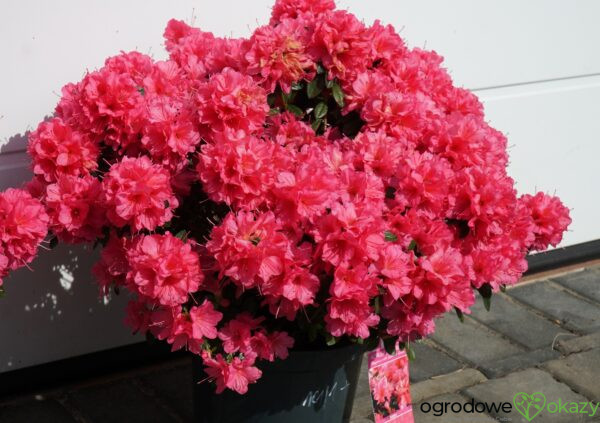 AZALIA JAPOŃSKA ISABEL Rhododendron 'Isabel'