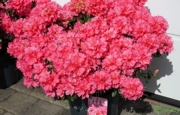 AZALIA JAPOŃSKA ISABEL Rhododendron 'Isabel'