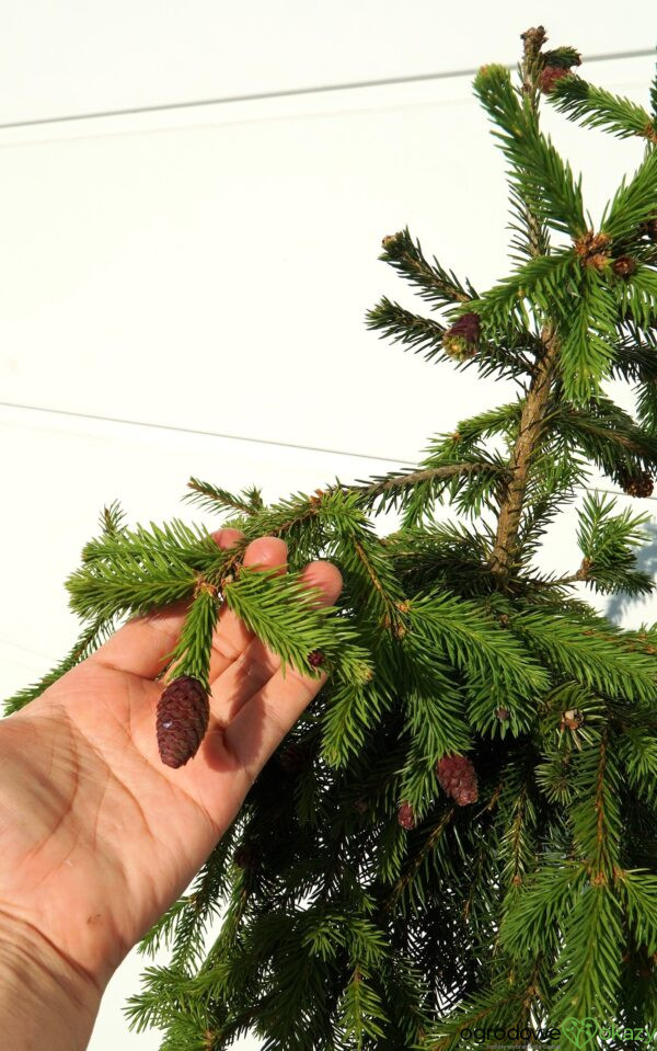 ŚWIERK POSPOLITY PUSCH Picea abies 'Pusch'
