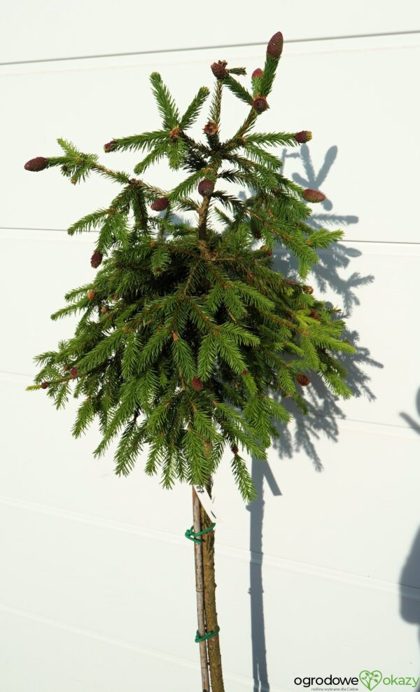 ŚWIERK POSPOLITY PUSCH Picea abies 'Pusch'