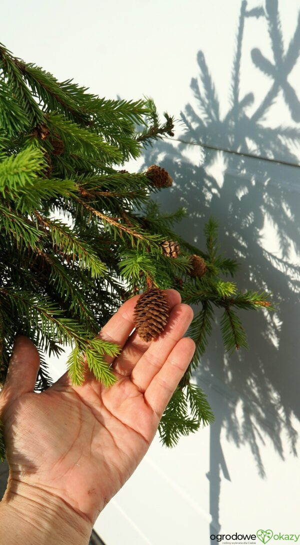 ŚWIERK POSPOLITY PUSCH Picea abies 'Pusch'