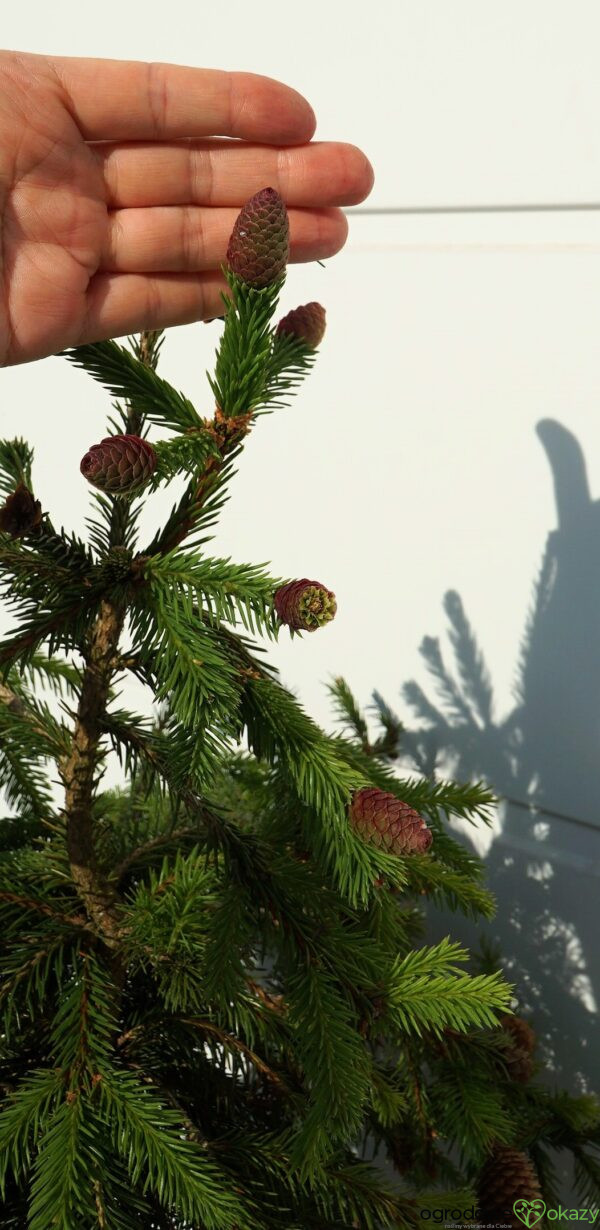 ŚWIERK POSPOLITY PUSCH Picea abies 'Pusch'