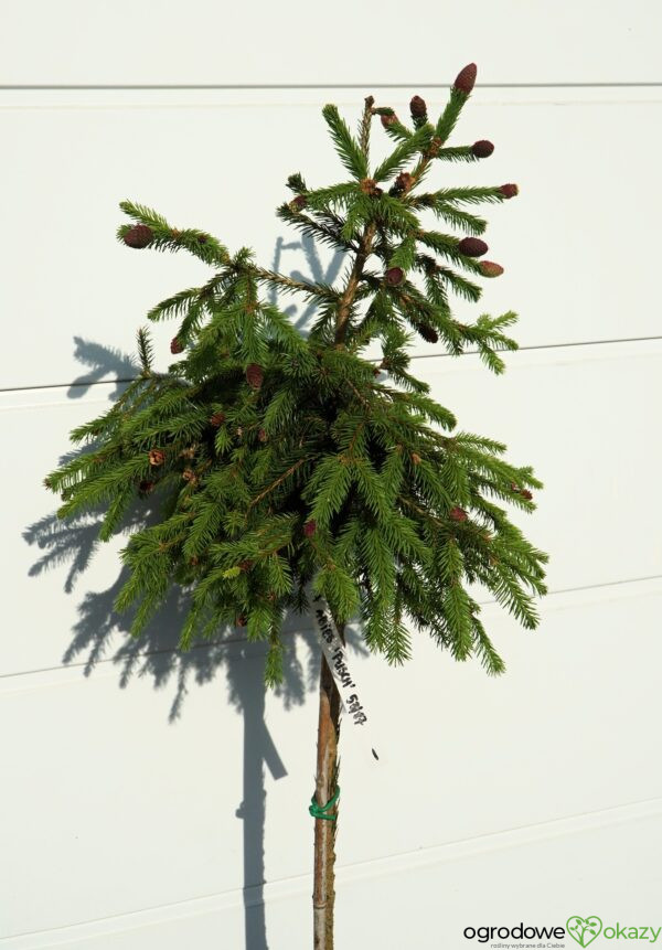 ŚWIERK POSPOLITY PUSCH Picea abies 'Pusch'