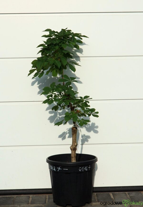 KASZTANOWIEC POSPOLITY MONSTROSA Aesculus hippocastanum 'Monstrosa'