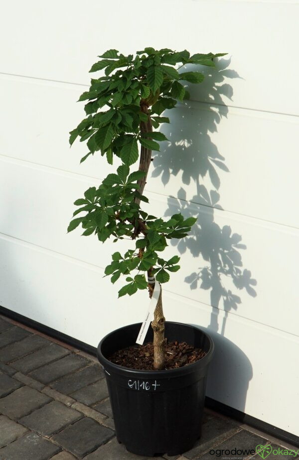 KASZTANOWIEC POSPOLITY MONSTROSA Aesculus hippocastanum 'Monstrosa'