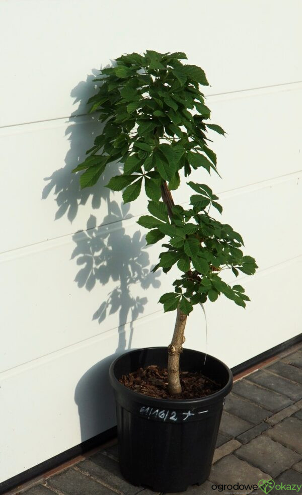 KASZTANOWIEC POSPOLITY MONSTROSA Aesculus hippocastanum 'Monstrosa'