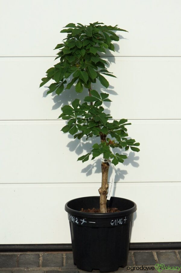 KASZTANOWIEC POSPOLITY MONSTROSA Aesculus hippocastanum 'Monstrosa'
