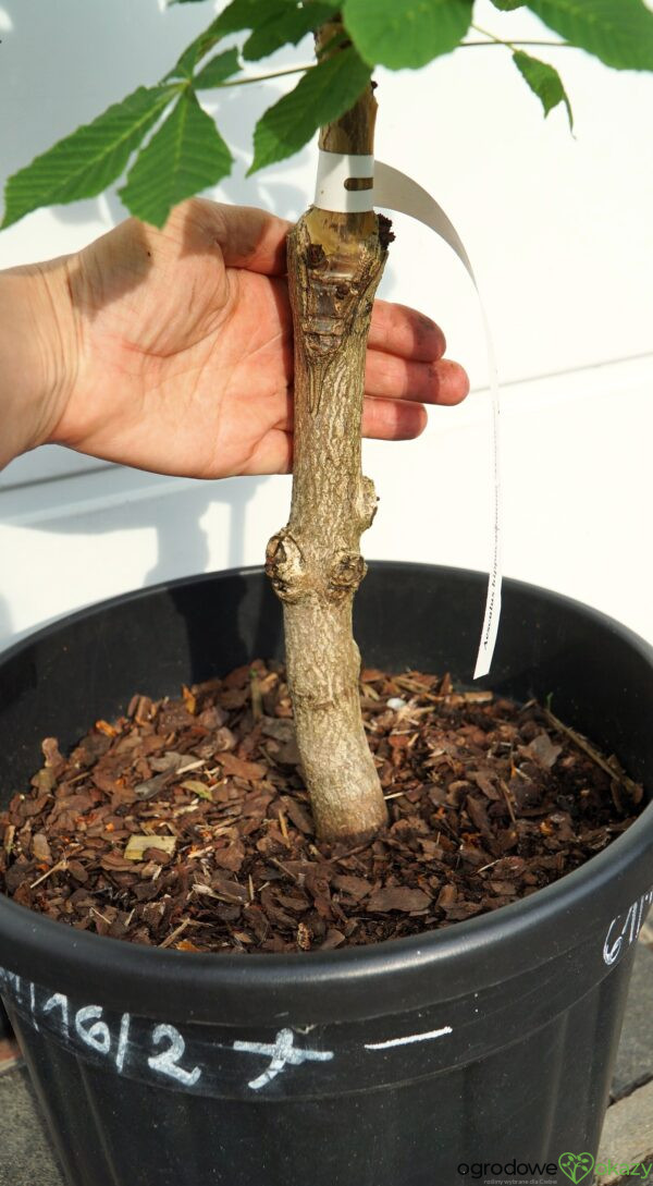 KASZTANOWIEC POSPOLITY MONSTROSA Aesculus hippocastanum 'Monstrosa'