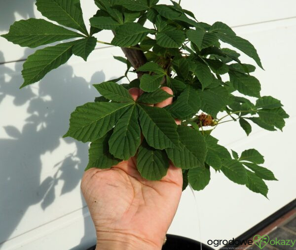 KASZTANOWIEC POSPOLITY MONSTROSA Aesculus hippocastanum 'Monstrosa'