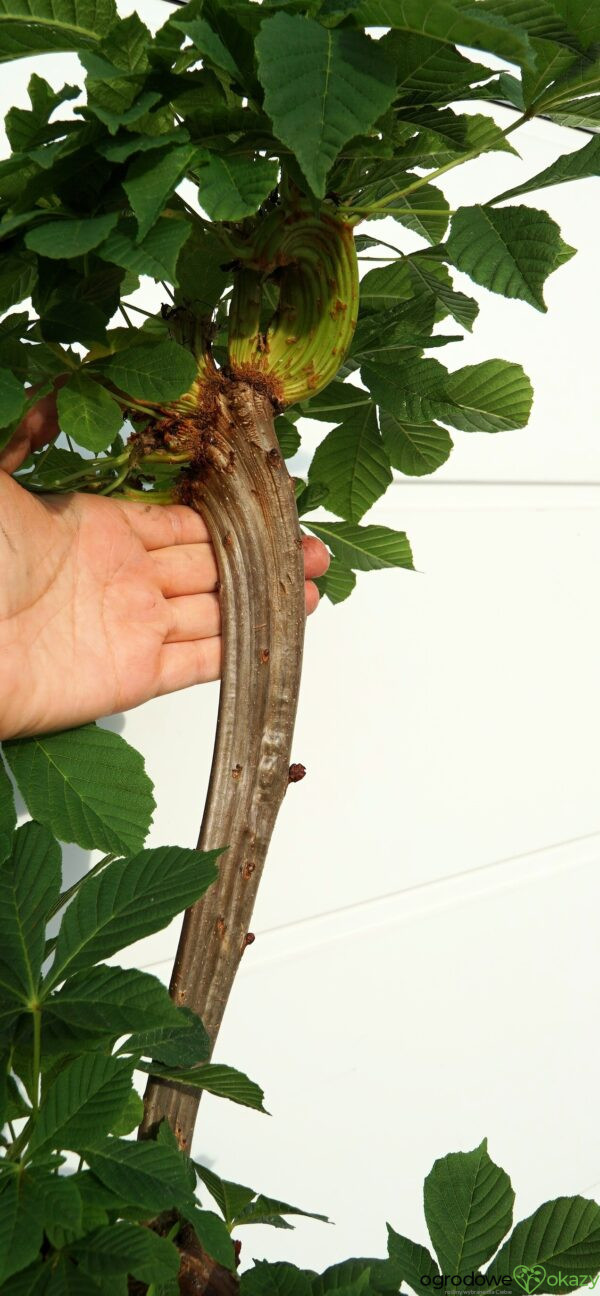KASZTANOWIEC POSPOLITY MONSTROSA Aesculus hippocastanum 'Monstrosa'