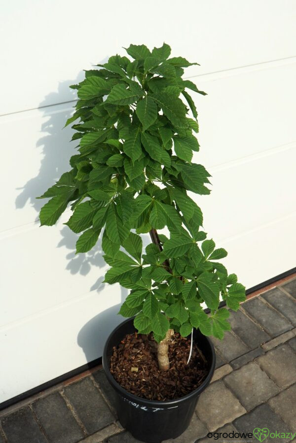 KASZTANOWIEC POSPOLITY MONSTROSA Aesculus hippocastanum 'Monstrosa'