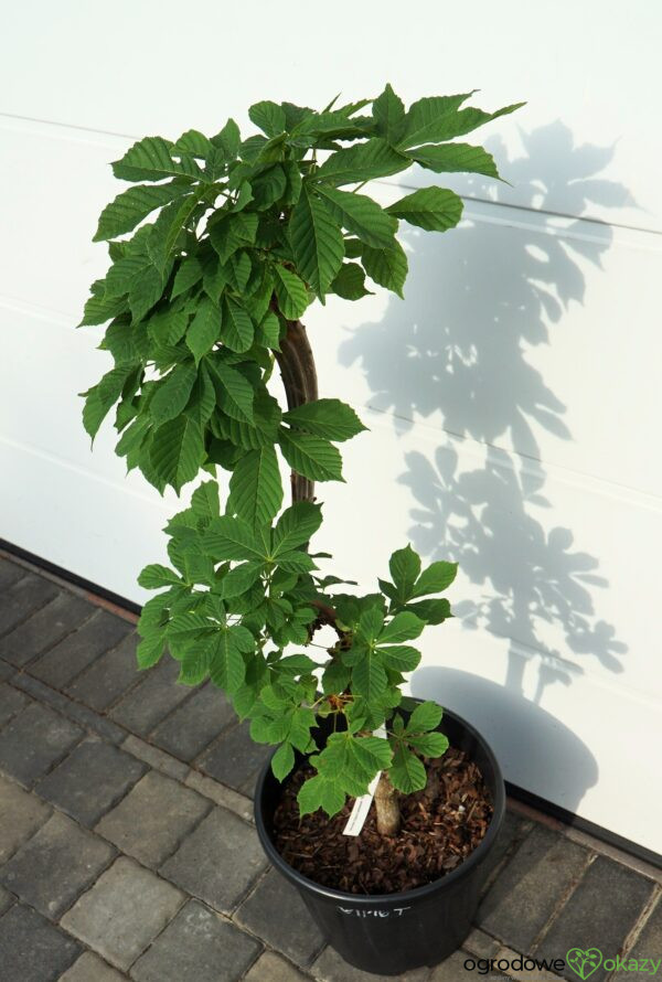 KASZTANOWIEC POSPOLITY MONSTROSA Aesculus hippocastanum 'Monstrosa'