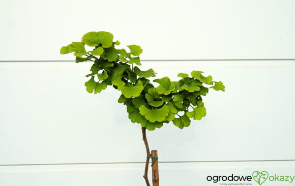 MIŁORZĄB DWUKLAPOWY MAJESTIC BUTTERFLY Ginkgo biloba ‘Majestic Butterfly’
