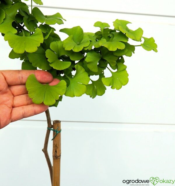 MIŁORZĄB DWUKLAPOWY MAJESTIC BUTTERFLY Ginkgo biloba ‘Majestic Butterfly’