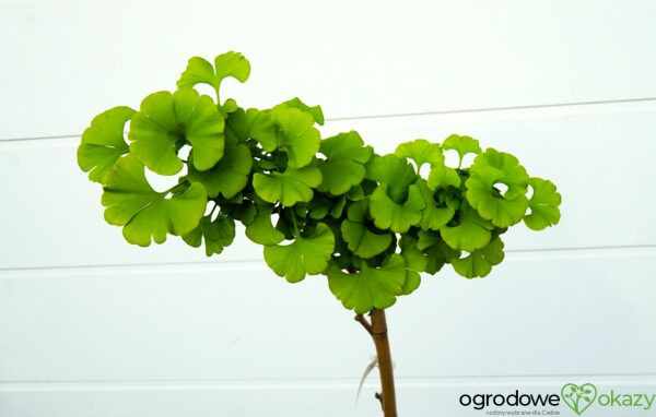 MIŁORZĄB DWUKLAPOWY MAJESTIC BUTTERFLY Ginkgo biloba ‘Majestic Butterfly’
