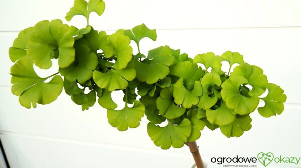 MIŁORZĄB DWUKLAPOWY MAJESTIC BUTTERFLY Ginkgo biloba ‘Majestic Butterfly’