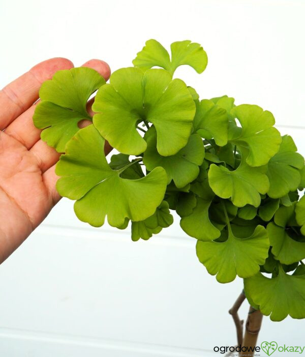 MIŁORZĄB DWUKLAPOWY MAJESTIC BUTTERFLY Ginkgo biloba ‘Majestic Butterfly’
