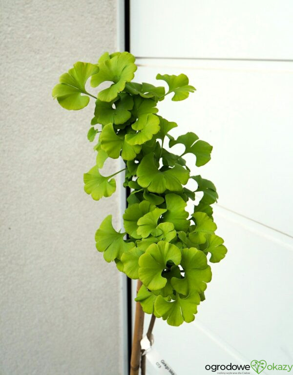 MIŁORZĄB DWUKLAPOWY MAJESTIC BUTTERFLY Ginkgo biloba ‘Majestic Butterfly’
