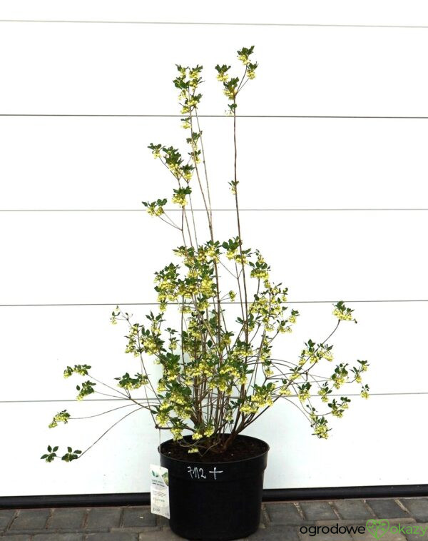 ENKIANT DZWONKOWATY PRETTYCOAT 'Jww10' PBR Enkianthus campanulatus Prettycoat 'Jww10' PBR