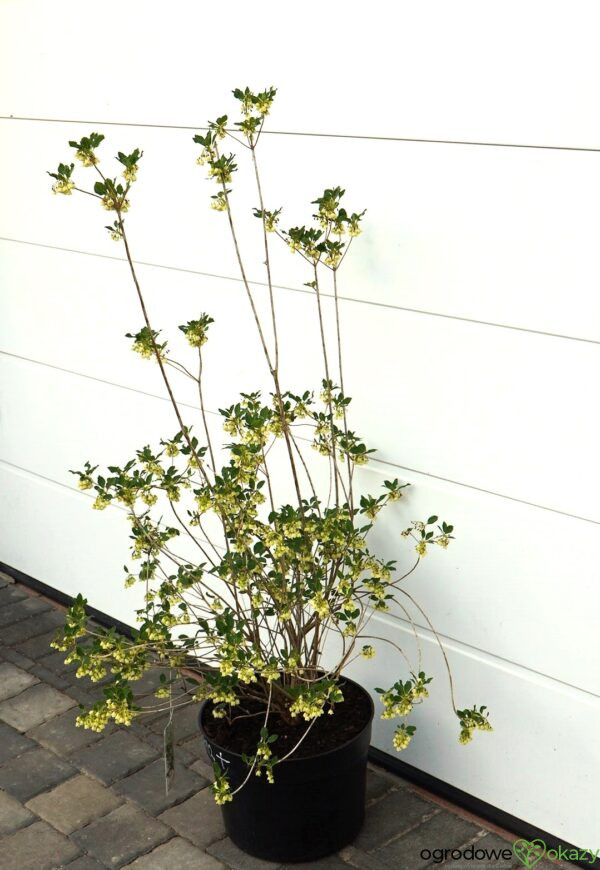 ENKIANT DZWONKOWATY PRETTYCOAT 'Jww10' PBR Enkianthus campanulatus Prettycoat 'Jww10' PBR