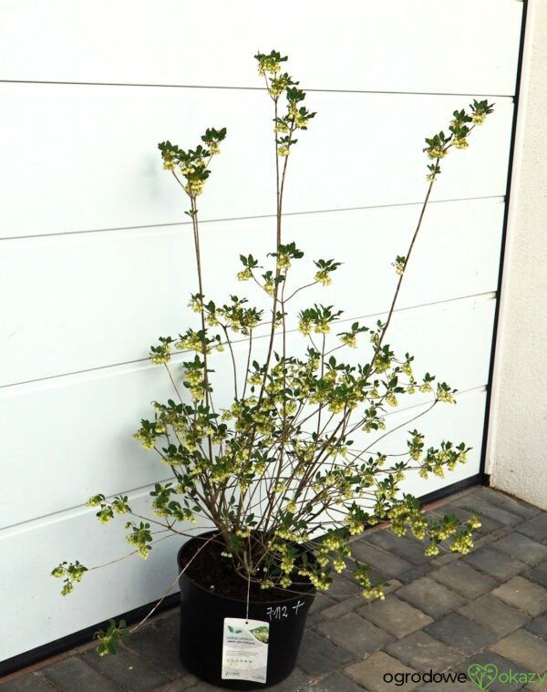 ENKIANT DZWONKOWATY PRETTYCOAT 'Jww10' PBR Enkianthus campanulatus Prettycoat 'Jww10' PBR