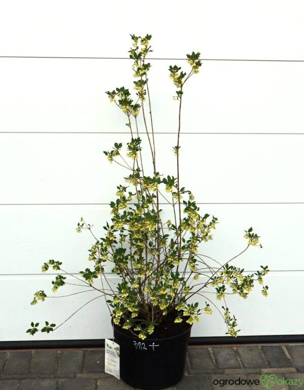 ENKIANT DZWONKOWATY PRETTYCOAT 'Jww10' PBR Enkianthus campanulatus Prettycoat 'Jww10' PBR