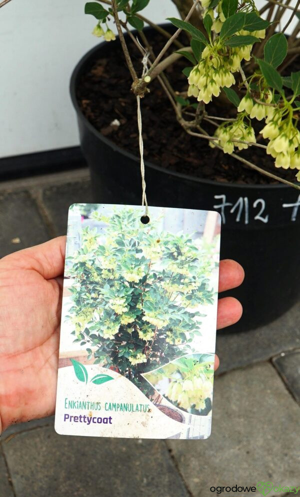 ENKIANT DZWONKOWATY PRETTYCOAT 'Jww10' PBR Enkianthus campanulatus Prettycoat 'Jww10' PBR