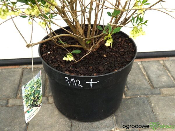 ENKIANT DZWONKOWATY PRETTYCOAT 'Jww10' PBR Enkianthus campanulatus Prettycoat 'Jww10' PBR