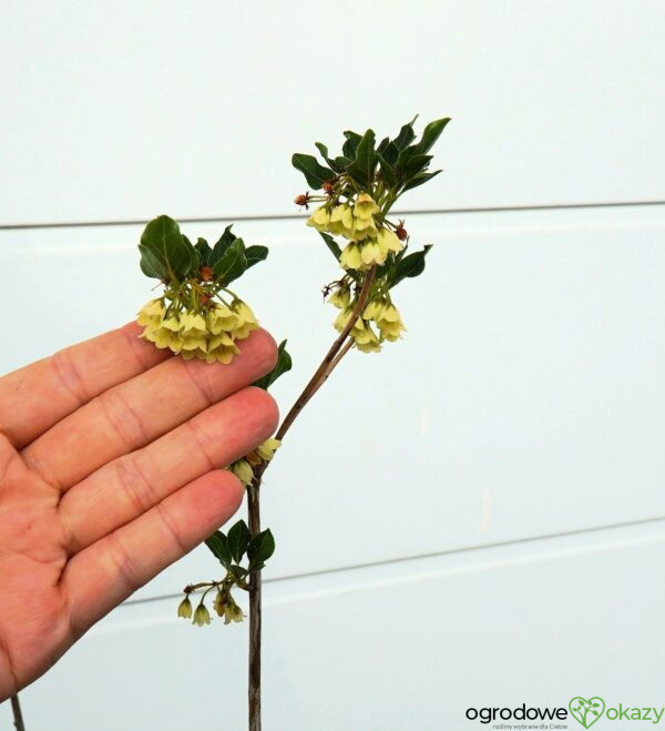 ENKIANT DZWONKOWATY PRETTYCOAT 'Jww10' PBR Enkianthus campanulatus Prettycoat 'Jww10' PBR
