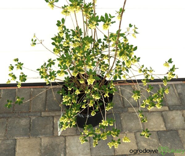 ENKIANT DZWONKOWATY PRETTYCOAT 'Jww10' PBR Enkianthus campanulatus Prettycoat 'Jww10' PBR