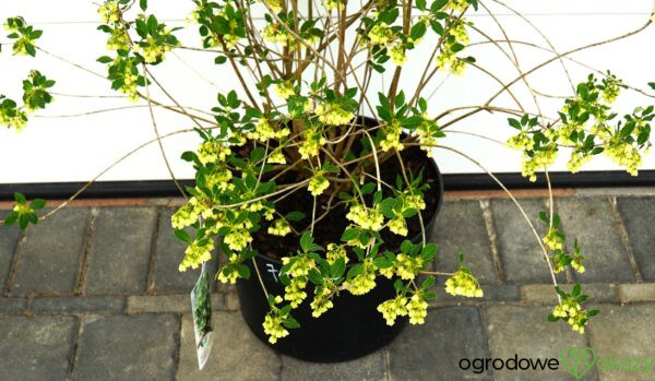 ENKIANT DZWONKOWATY PRETTYCOAT 'Jww10' PBR Enkianthus campanulatus Prettycoat 'Jww10' PBR