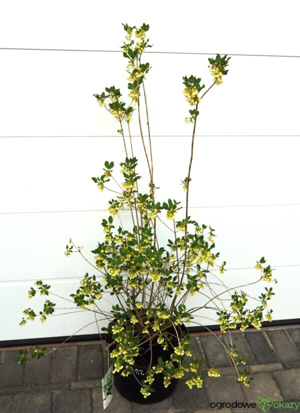ENKIANT DZWONKOWATY PRETTYCOAT 'Jww10' PBR Enkianthus campanulatus Prettycoat 'Jww10' PBR