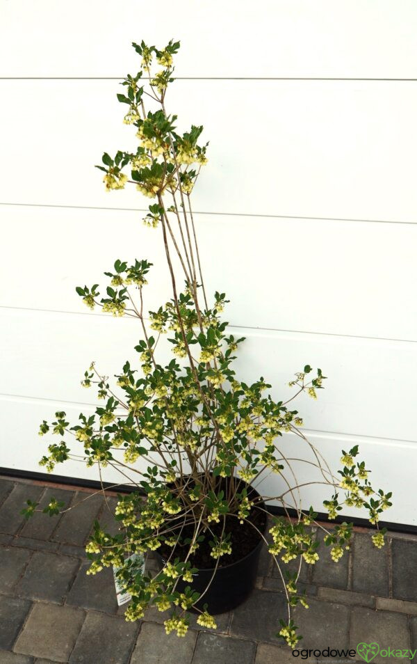 ENKIANT DZWONKOWATY PRETTYCOAT 'Jww10' PBR Enkianthus campanulatus Prettycoat 'Jww10' PBR